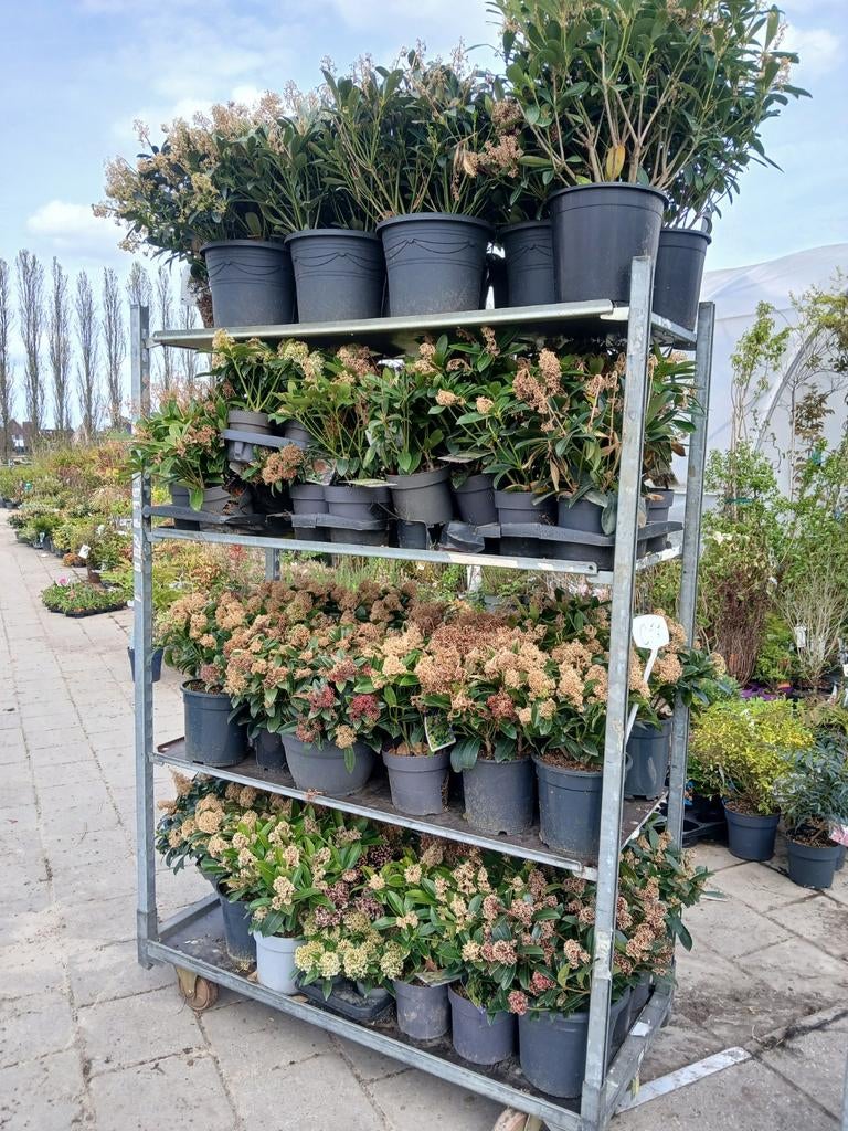 Skimmia te koop, Vaste plant, Halfschaduw, Winter, Ophalen