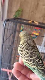 Handtamme parkieten groen met geel of blauw met wit, Geslacht onbekend, Parkiet