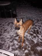 Mooi,lief Mechelse herder teefje 14 mnd, Dieren en Toebehoren, Oktober, Vrouwelijk