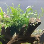 Aquarium planten + familie borstelneus ancistrus, Dieren en Toebehoren, Ophalen, Gebruikt, Plant(en), Steen of Hout