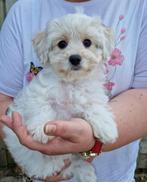 Leuke! Boomer pups, Nederland, CDV (hondenziekte), 8 tot 15 weken, Meerdere
