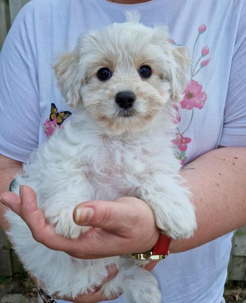 Leuke! Boomer pups, Dieren en Toebehoren, Honden | Niet-rashonden, Klein, Meerdere dieren, Fokker | Professioneel, Meerdere, Nederland
