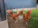 Bruine leghennen, Dieren en Toebehoren, Pluimvee, Vrouwelijk, Kip