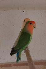 Mooi te maken broedkoppel Agapornis roseicollis, Dieren en Toebehoren, Meerdere dieren, Dwergpapegaai of Agapornis, Geringd