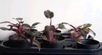 Philodendron Pink Princess plantjes, Huis en Inrichting, Kamerplanten, Ophalen, Overige soorten, Halfschaduw, Minder dan 100 cm