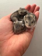 Baby dwerghamsters te koop, Hamster, Juli, Meerdere dieren, Tam