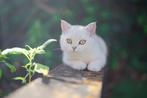 Britse korthaar, Dieren en Toebehoren, Katten en Kittens | Raskatten | Korthaar, Poes, Gechipt, 0 tot 2 jaar