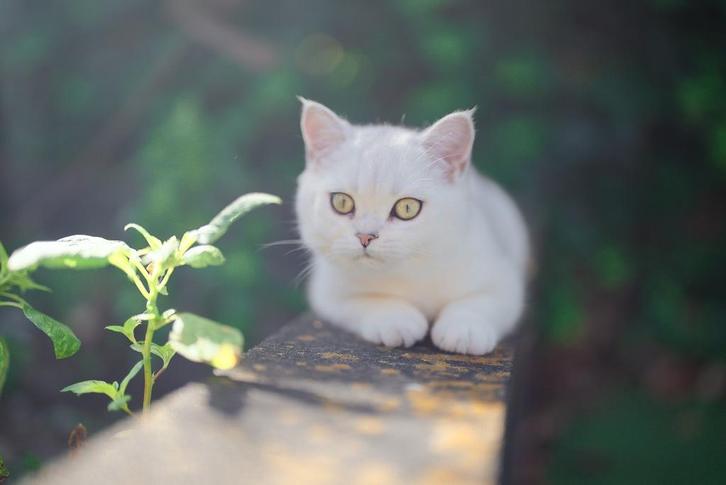 Britse korthaar, Dieren en Toebehoren, Katten en Kittens | Raskatten | Korthaar, Poes, 0 tot 2 jaar, Met stamboom, Gechipt, Ontwormd