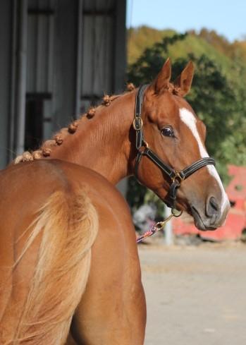 3,5 jarige e pony ruin, Dieren en Toebehoren, Pony's, Ruin, Onbeleerd, E pony (1.48m - 1.57m), 3 tot 6 jaar