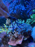Koraal SPS/LPS, Dieren en Toebehoren, Overige typen, Zoutwatervis