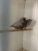 Charcoal zebravinken, Dieren en Toebehoren, Vogels | Overige Vogels, Meerdere dieren, Tropenvogel