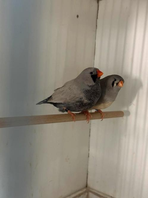 Charcoal zebravinken, Dieren en Toebehoren, Vogels | Overige Vogels, Tropenvogel, Meerdere dieren