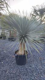 Yucca rostrata palm, Tuin en Terras, Planten | Tuinplanten, Ophalen, Bloeit niet, Overige soorten, Volle zon