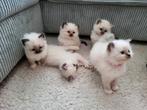 Ragdoll kittens, Dieren en Toebehoren, Poes