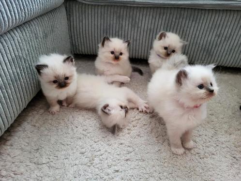 Ragdoll kittens, Dieren en Toebehoren, Katten en Kittens | Raskatten | Langhaar, Poes