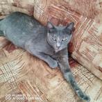 BINNENKAT MISTY 2jr. Bulgarije vriendelijk kan bij katten, Dieren en Toebehoren, Katten en Kittens | Overige Katten, Poes, Kortharig