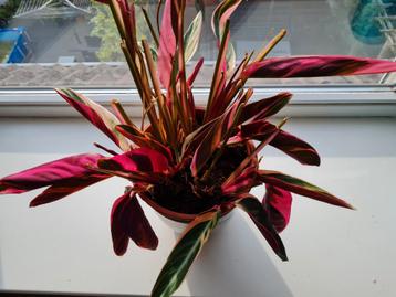 Calathea thalia triostar  beschikbaar voor biedingen