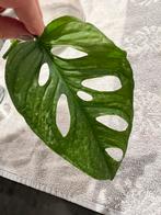 Monstera adansonni mint (monkey leaf) gewortelde stek, Ophalen of Verzenden, Halfschaduw, Minder dan 100 cm