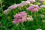 Sedum spectabile | roze hemelsleutel | bio, Volle zon, Vaste plant, Herfst, Ophalen