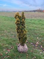 Taxus baccata Standissi, Tuin en Terras, Minder dan 100 cm, Taxus, Struik, Ophalen