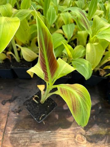 Musa siam ruby beschikbaar voor biedingen