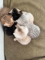 Te koop raszuivere britse korthaar kittens, Dieren en Toebehoren, Meerdere dieren, 0 tot 2 jaar
