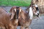 Nubische geiten, Dieren en Toebehoren, Schapen, Geiten en Varkens, Vrouwelijk, Geit, 0 tot 2 jaar