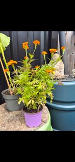 Tagetes, Verzenden, Voorjaar, Halfschaduw, Zaad