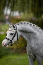 Talentvolle, stoere welsh pony!, Dieren en Toebehoren, Pony's, Gechipt, Ruin, Zadelmak, 3 tot 6 jaar