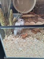 Hamster met toebehoren., Vrouwelijk, Hamster, Voor 1 juli 2024