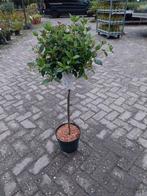 Viburnum Tinus op Stam - Sneeuwbal, Winter, Minder dan 100 cm, Ophalen, Volle zon