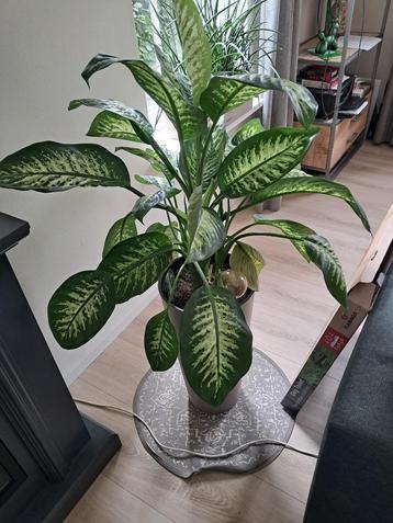 Dieffenbachia met pot beschikbaar voor biedingen
