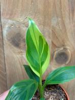 Musa basjoo variegata plant lemon lime aurea yellow green, Huis en Inrichting, Ophalen of Verzenden, Halfschaduw, Minder dan 100 cm