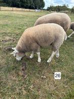 Texelaar ooien, Vrouwelijk, Schaap