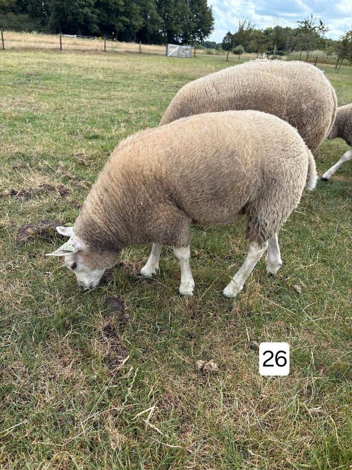 Texelaar ooien, Dieren en Toebehoren, Schapen, Geiten en Varkens, Schaap, Vrouwelijk