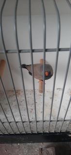Charcoal man, Dieren en Toebehoren, Vogels | Overige Vogels, Mannelijk, Tropenvogel