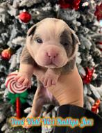❤️American bully pups tricolor, pocket ❤️, Dieren en Toebehoren, Honden | Bulldogs, Pinschers en Molossers, Overige rassen, 8 tot 15 weken