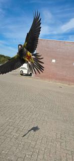 Freefligt Patagonische rotsparkiet 2025, Dieren en Toebehoren, Vogels | Parkieten en Papegaaien, Mannelijk, Parkiet, Tam