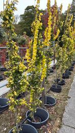 Goudiep, Ophalen, Volle zon, Overige soorten