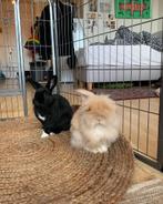 Twee konijnen (koppel) ter adoptie, Dieren en Toebehoren, Konijnen, Klein, Meerdere dieren, 3 tot 5 jaar