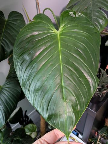 Philodendron Grandipes beschikbaar voor biedingen