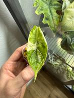 Alocasia Dragon Scale variegata, Huis en Inrichting, Kamerplanten, Ophalen of Verzenden, Halfschaduw, Minder dan 100 cm