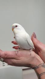 Gereserveerd1 prachtig tam jong grasparkietje. Net uit blok., Dieren en Toebehoren, Vogels | Parkieten en Papegaaien, Meerdere dieren