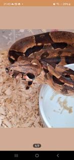 Boa constrictor, Slang