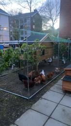 Kippenhok en kippenren te koop, Dieren en Toebehoren, Ophalen, Gebruikt, Kippenhok of Kippenren