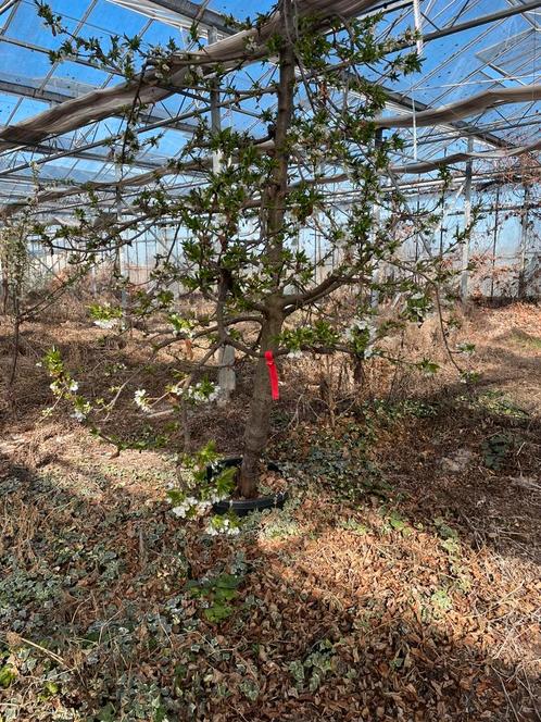 Mooie dikke stam kers in open pot, Tuin en Terras, Planten | Fruitbomen, Overige soorten, 100 tot 250 cm, Lente, In pot, Ophalen