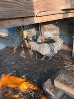 2 Amrock Krielkippen + haantje, Dieren en Toebehoren, Pluimvee, Vrouwelijk, Kip