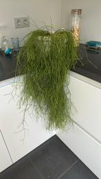 Asperagus 80 cm lange uitlopers, Huis en Inrichting, Ophalen, Overige soorten, Minder dan 100 cm