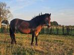 Zachte exmoor merrie zoekt ervaren eigenaar, Merrie
