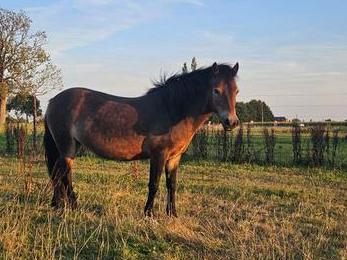 Zachte exmoor merrie zoekt ervaren eigenaar beschikbaar voor biedingen
